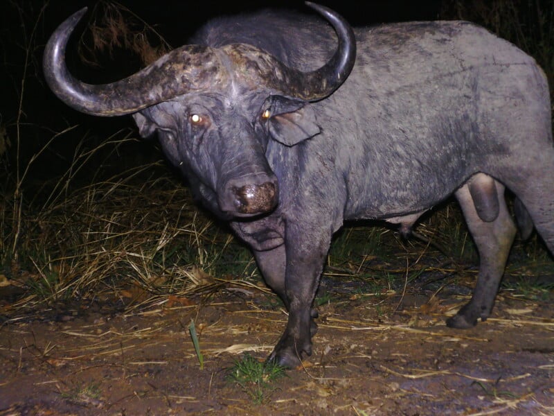 A large African buffalo stands in the dark, illuminated by a flash, with its eyes reflecting light and its curved horns prominently displayed.