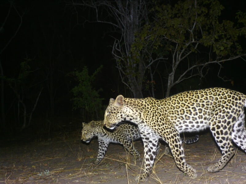 Two leopards walk through a dark, wooded area at night, illuminated by a flash.