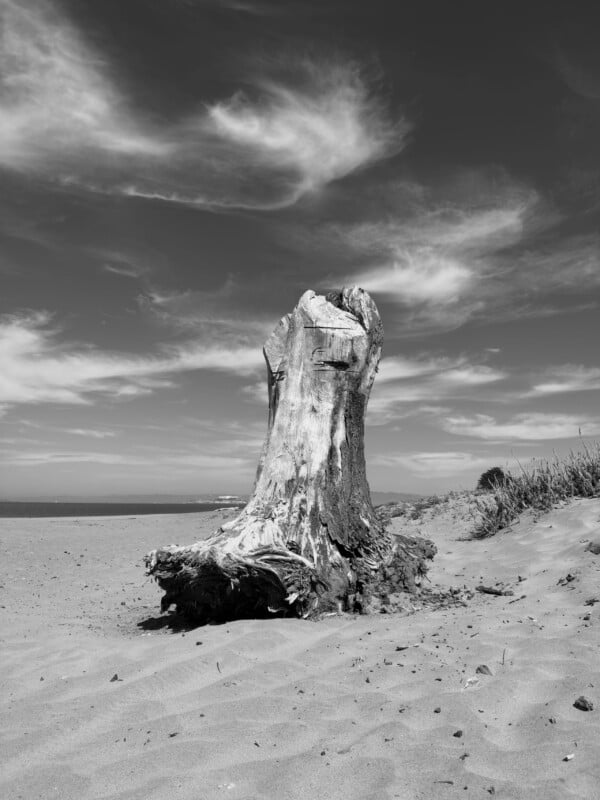A large, weathered tree stump stands upright in the sand on a beach under a sky with wispy clouds.