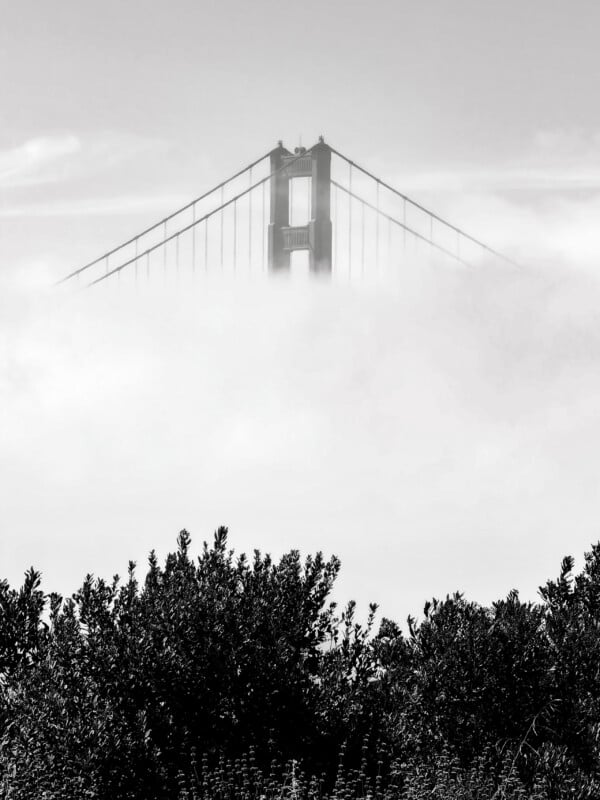 The top of a bridge tower and its suspension cables rise above a thick layer of fog, with dark foliage in the foreground.