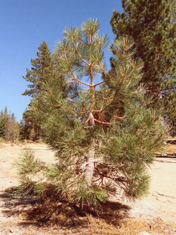 A young pine tree stands in a dry, sandy clearing with larger pine trees in the background under a clear blue sky.