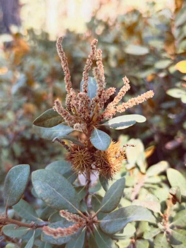 A close-up of a plant branch featuring elongated, fuzzy brown catkins and two spiky, burr-like seed pods among oval, grey-green leaves.