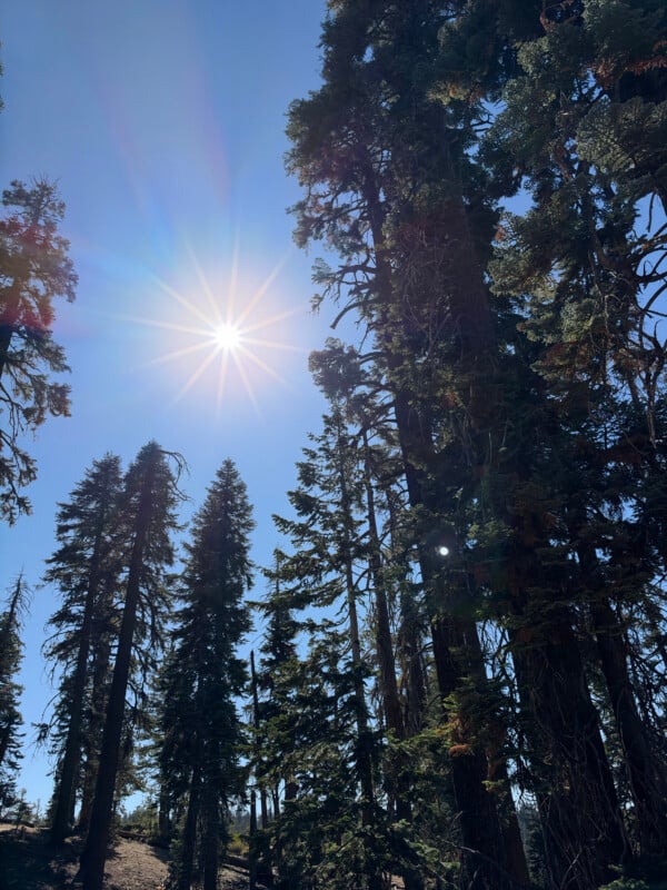 Bright sun shines in a clear blue sky above a forest of tall, dark evergreen trees.