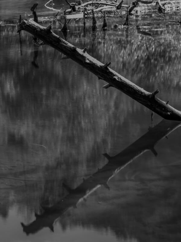 A fallen tree trunk extends diagonally across the surface of a calm, dark body of water, creating a clear reflection below.