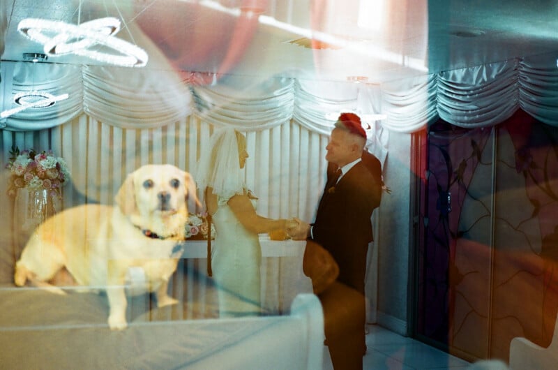 A double-exposure photograph shows a light-colored dog in the foreground and a bride and groom holding hands during a wedding ceremony in the background.