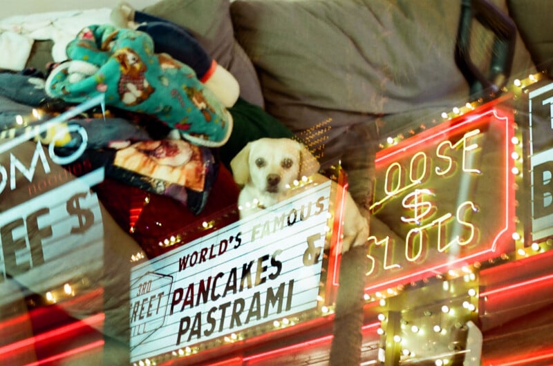 A small, light-colored dog sits on a couch behind a double-exposed overlay of neon signs reading "World's Famous Pancakes & Pastrami" and "Loose Slots.