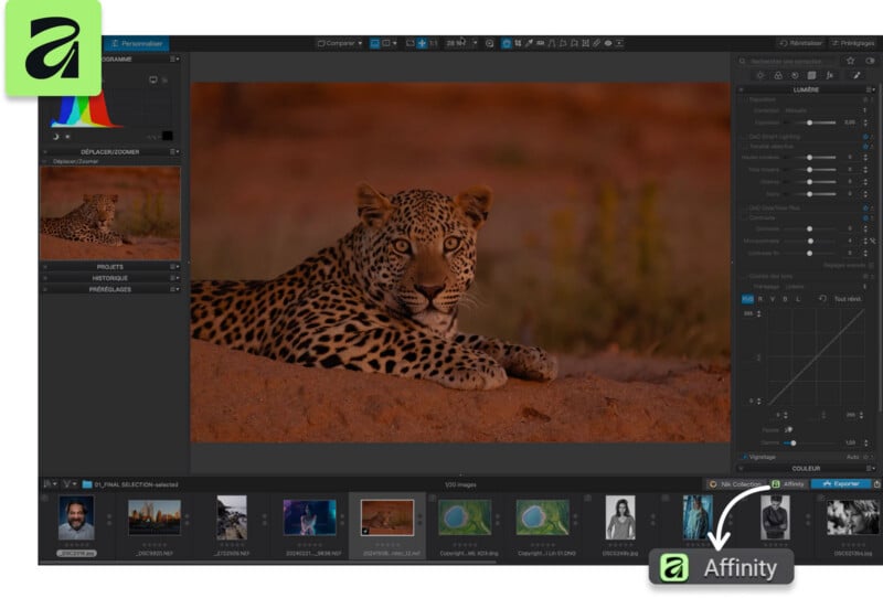 A screenshot of the DxO PhotoLab software interface showing a leopard lying on the ground, with an Affinity Photo export button highlighted at the bottom right.