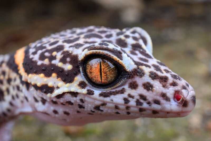 A close-up side profile of a leopard gecko with spotted skin and a detailed, amber-colored eye.
