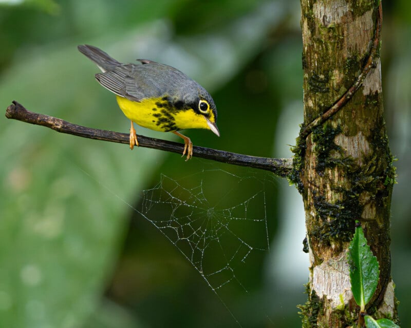 A Canada warbler with a gray back and yellow breast with black spots perches on a thin branch above a small spider web.