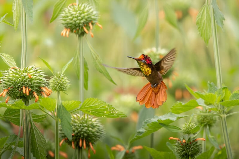 A vibrant hummingbird with a red crown and orange tail hovers in mid-air among green plants with spiky, orange-flowered heads.