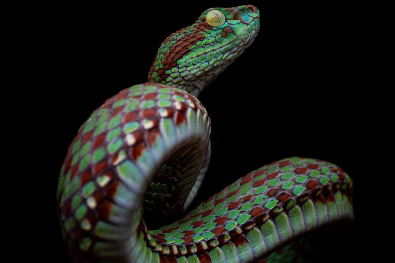 A vibrant snake with iridescent green and reddish-brown scales coiled against a solid black background.