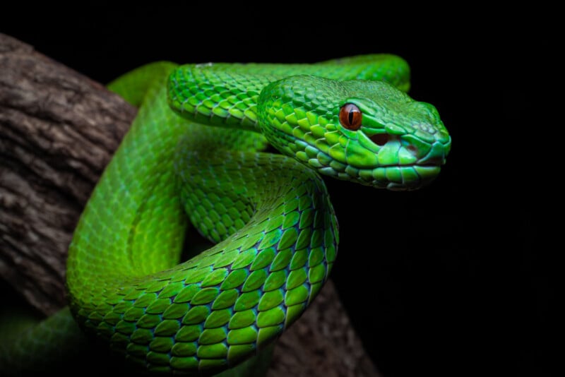 A vibrant green pit viper with a reddish-brown eye rests coiled on a textured tree branch against a black background.