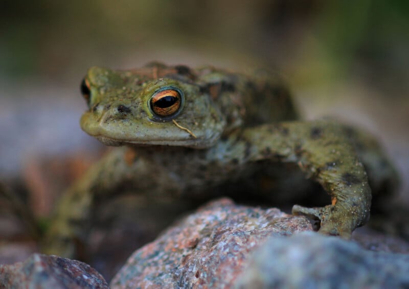 A common toad with textured, olive-green skin and a bright orange eye rests on a cluster of grey and pink stones.
