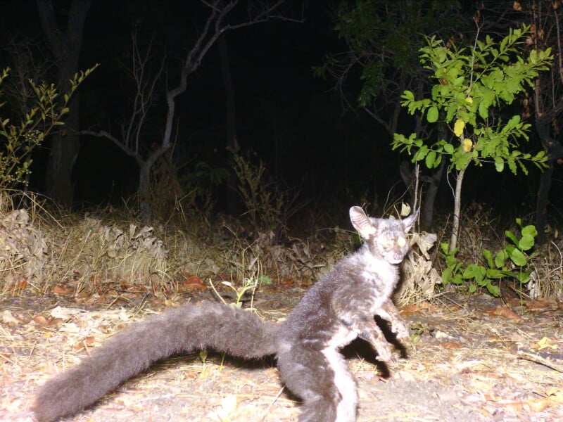 A nocturnal animal with large ears, glowing eyes, and a long, bushy tail stands on its hind legs in a dark, wooded area.