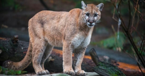 A mountain lion stands on a rock in a wooded area, looking directly at the camera.
