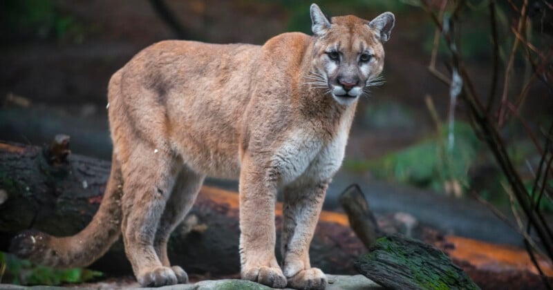 A mountain lion stands on a rock in a wooded area, looking directly at the camera.