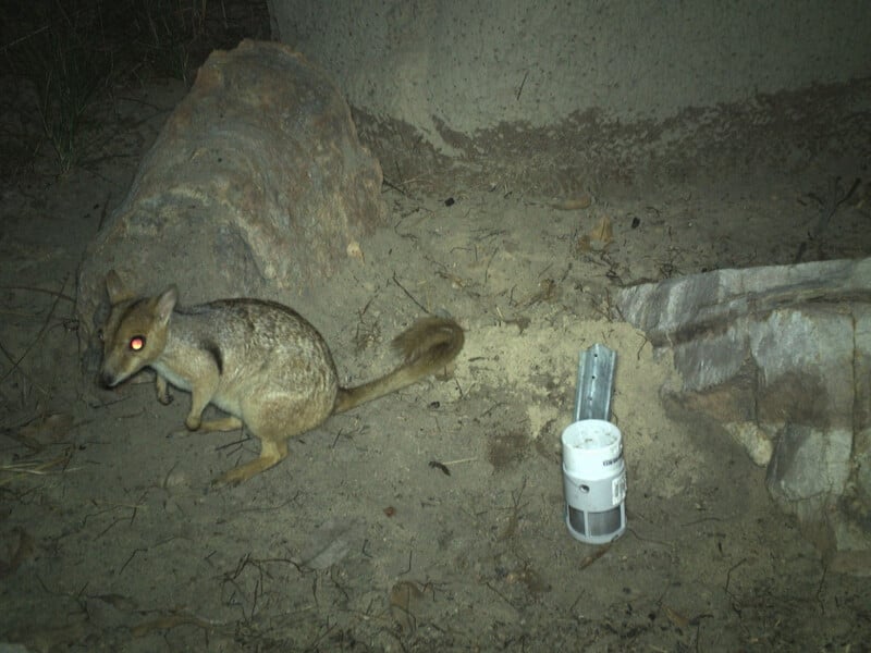 A small, light-brown marsupial with a bushy tail and glowing red eyes stands on sandy ground next to a rock and a small white cylindrical device.
