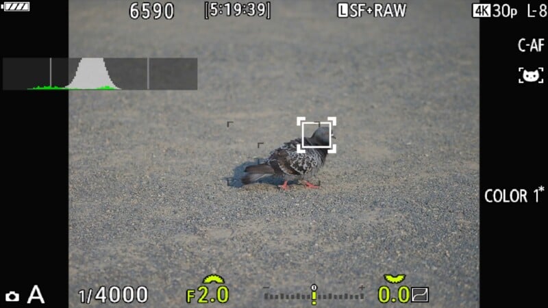 A digital camera viewfinder display shows a pigeon on gravel, with an autofocus box locked onto the bird's head and exposure settings visible at the bottom.