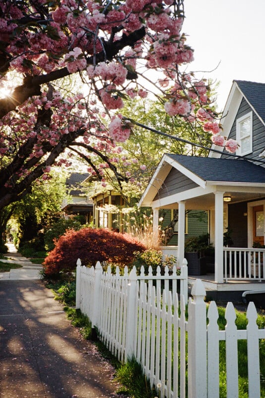 A white picket fence lines a sidewalk next to a house with a porch, shaded by a large tree with pink blossoms.