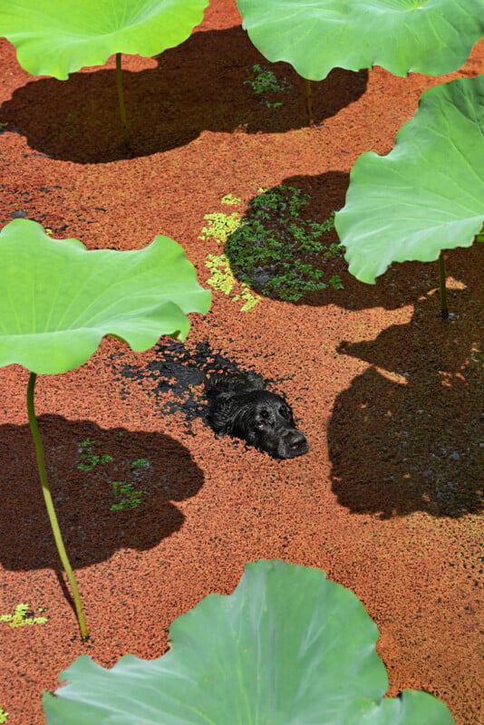 A black dog swims in a pond covered in reddish-brown duckweed, surrounded by large, green lotus leaves.