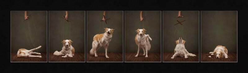 A six-panel sequence shows a human hand using a wooden marionette control to manipulate a border collie in various poses.