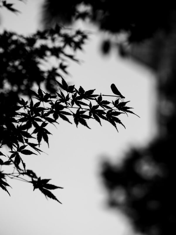 A black and white silhouette of a damselfly perched on the delicate, pointed leaves of a Japanese maple branch.