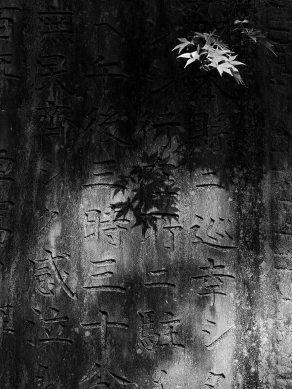 A close-up, black-and-white view of a weathered stone monument engraved with Japanese characters, partially shaded by overhanging maple leaves.
