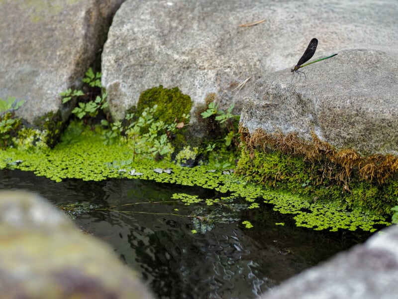 A dark-winged damselfly with a metallic green body rests on a mossy rock beside a small, duckweed-covered stream.