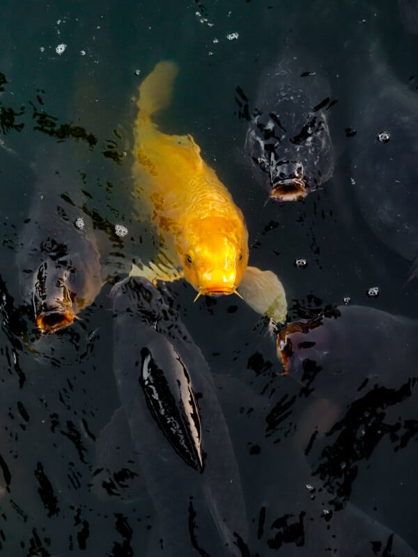A bright yellow koi fish swims among several dark, open-mouthed fish in murky water.