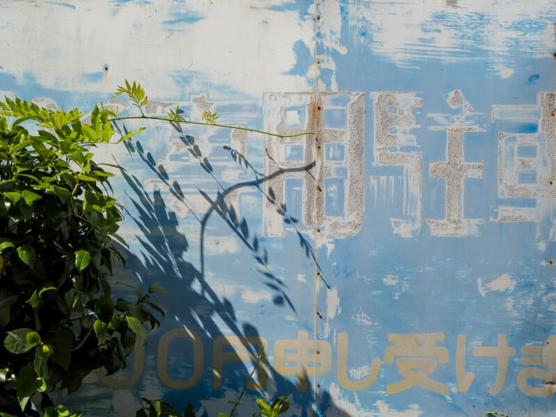 A leafy green plant grows against a weathered blue metal wall featuring faded white Japanese text.