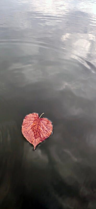 A single, heart-shaped, reddish-brown leaf floats on the surface of calm, dark water reflecting a cloudy sky.