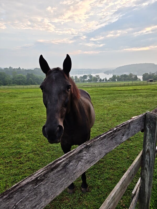 A dark brown horse stands in a grassy field behind a weathered wooden fence, with a lake and hills visible in the background under a cloudy sky.