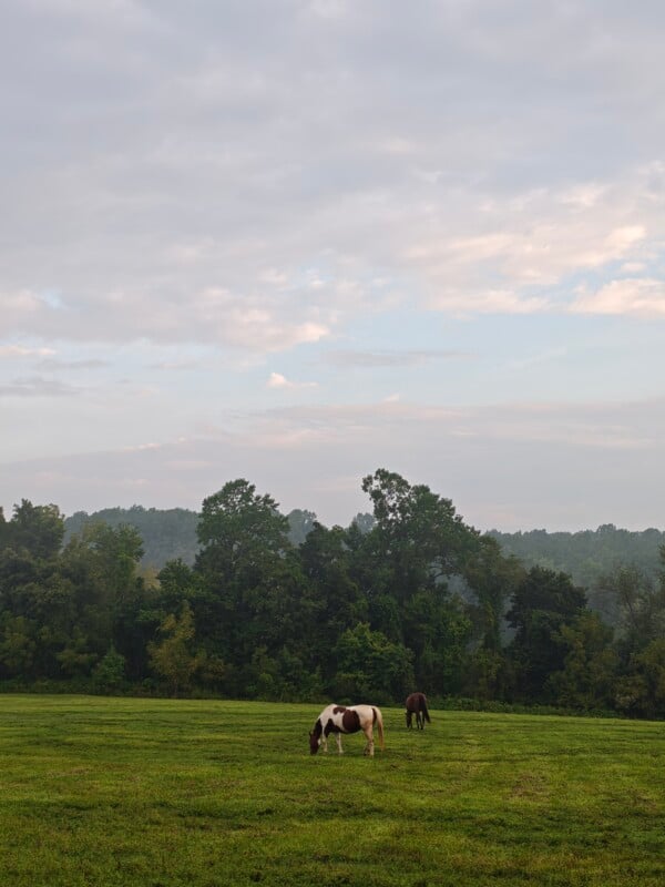Two horses graze in a large, green pasture in front of a dense line of trees under a cloudy sky.