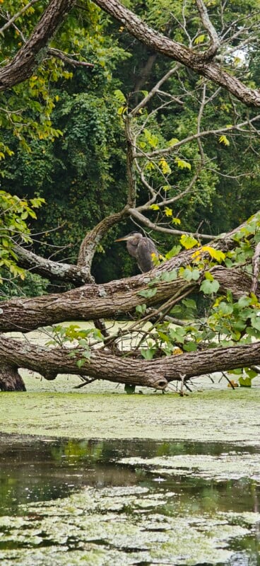 A great blue heron perches on a large, mossy tree branch hanging over a pond covered in green duckweed.