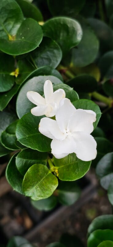 Two white flowers with five petals each bloom amidst glossy, dark green, rounded leaves.