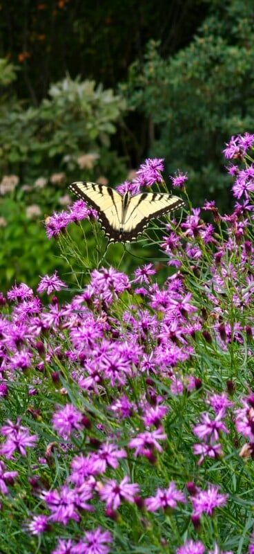A yellow and black Eastern tiger swallowtail butterfly rests on a cluster of vibrant purple ironweed flowers.