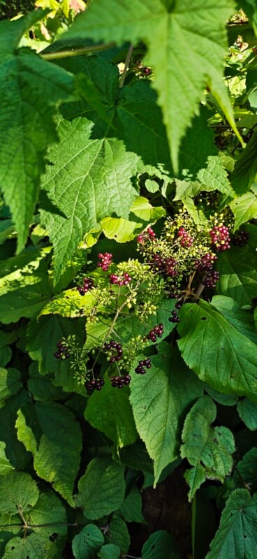 A cluster of dark purple berries grows on a plant with large, serrated green leaves in a sunlit outdoor setting.