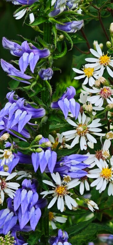 A vertical cluster of blue lobelia flowers grows alongside white asters with yellow centers.