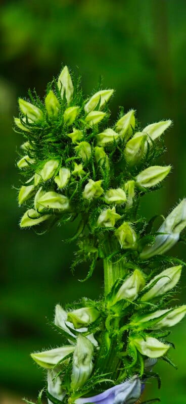 A close-up of a tall, spiky plant stalk covered in numerous pale green, hairy flower buds against a blurred green background.