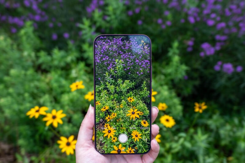 A hand holds a smartphone displaying its camera interface, pointed at a garden of yellow black-eyed Susans and purple flowers.