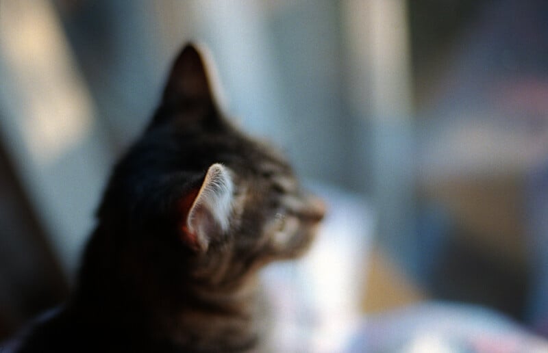 A close-up, side-profile view of a cat's head, softly focused and looking toward the right.