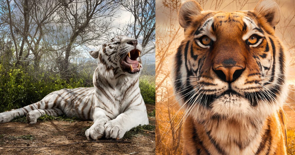 A split-screen image showing a white tiger yawning on the left and a close-up portrait of an orange tiger on the right.