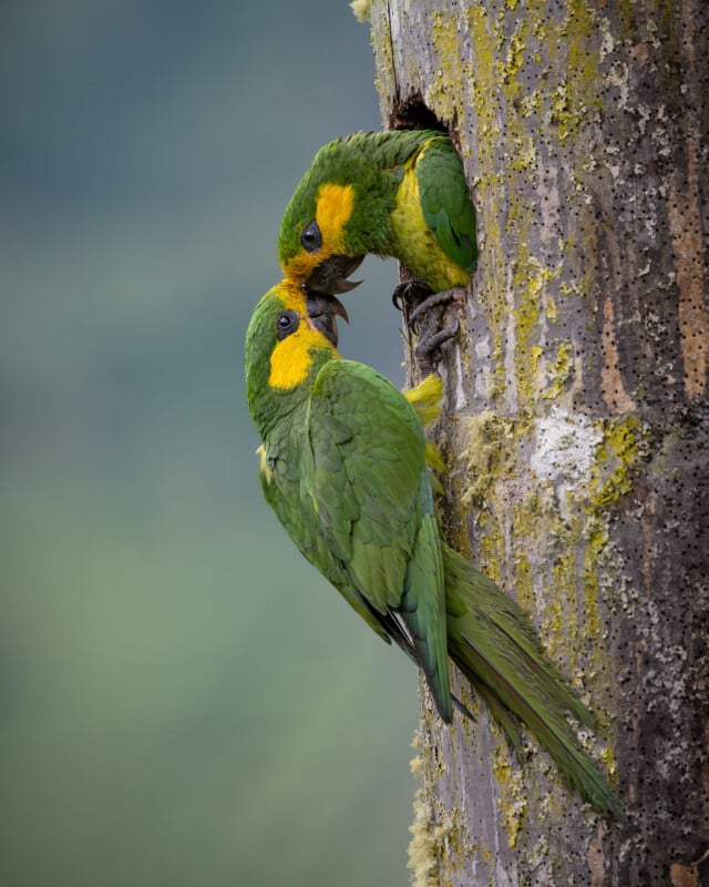 Two yellow-faced parrots perched on a tree trunk, touching beaks near a nesting hole.