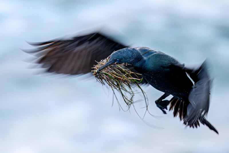 A dark-feathered cormorant flies through the air while carrying a bundle of nesting material in its beak.