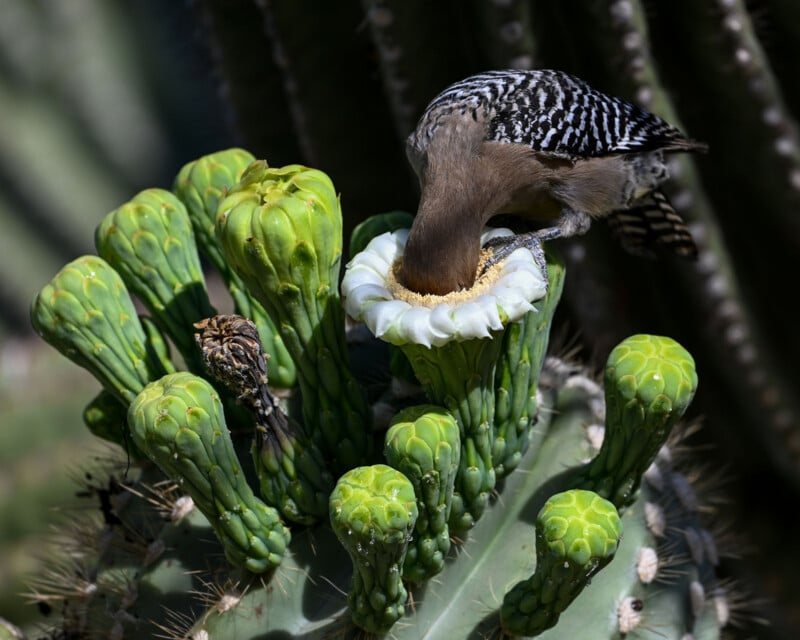A Gila woodpecker with black and white barred wings feeds on the nectar of a white saguaro cactus blossom surrounded by green buds.