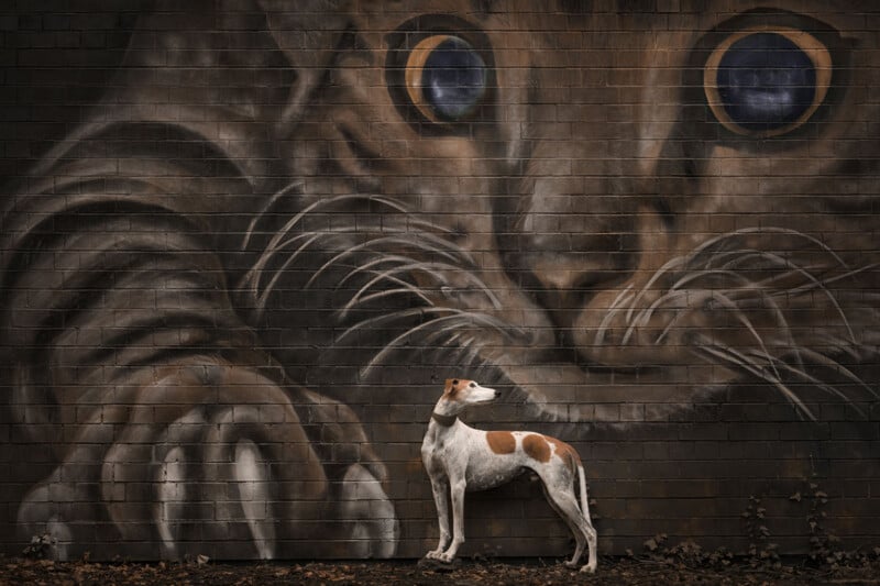 A white and brown dog stands in profile against a brick wall featuring a large, artistic mural of a cat's face and paw.