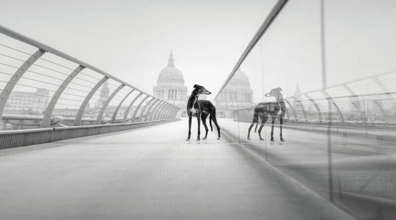A greyhound stands on a pedestrian bridge with a glass railing, reflecting its image, with a large domed building in the distance.
