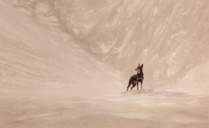 A dark-colored dog with tan markings stands on a small mound in a vast, sandy desert landscape.