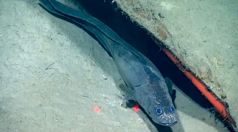 A long, slender, dark-colored fish with large, glowing blue eyes swims along the sandy seafloor next to a rusted metal structure.