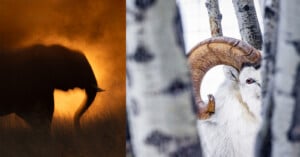A split-screen image showing a dark silhouette of an elephant against a golden sunset on the left and a white bighorn sheep framed by birch trees on the right.